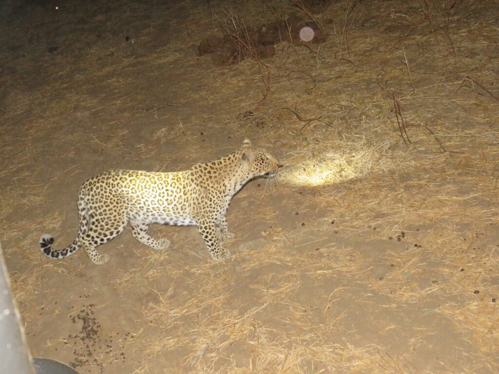Leopard hunting
