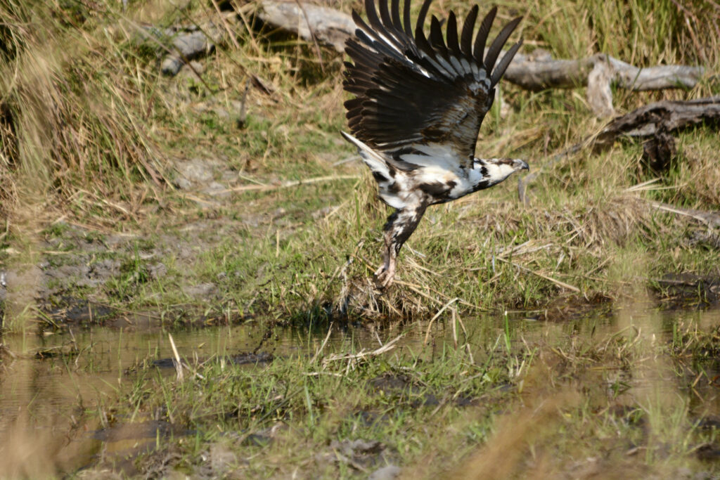 Juvenile Fish Eagle