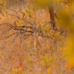 African_Parks_Zambia_Kafue_Kaingu_Game_Drive_LR_2025_Sarah_Wang-11