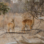 African_Parks_Zambia_Kafue_Kaingu_Game_Drive_LR_2025_Sarah_Wang-3