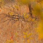 African_Parks_Zambia_Kafue_McBrides_Game_Drive_HR_2025_Sarah_Wang-11