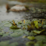 African_Parks_Zambia_Kafue_McBrides_Hot_Spring_HR_2025_Sarah_Wang-3