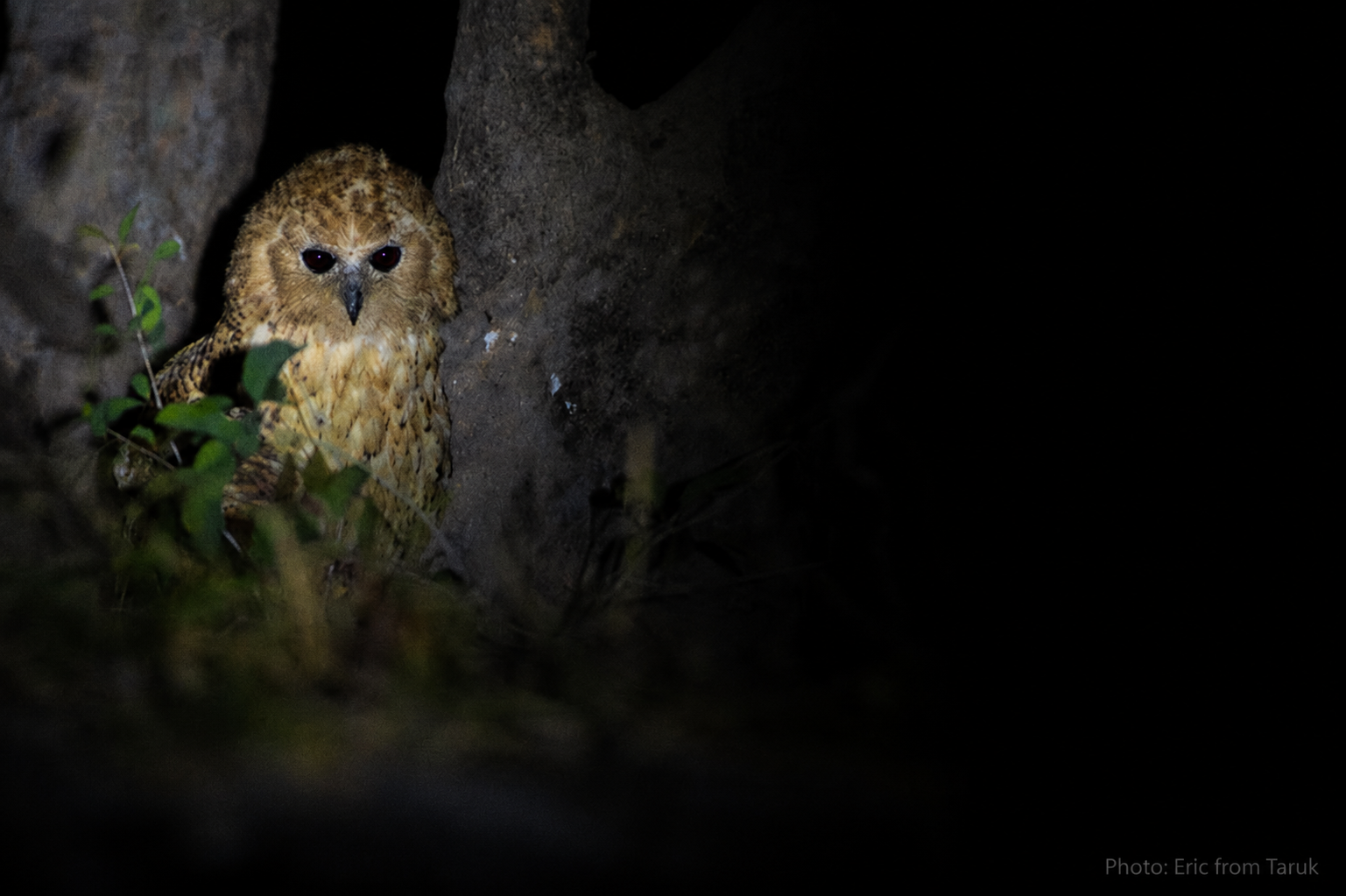 Pels Fishing Owl at McBrides